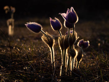 Close-up of purple flowering plant on field