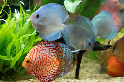 Close-up of fish swimming in sea