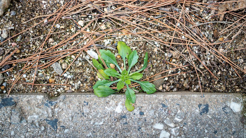 High angle view of plant growing on rock