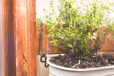 Potted plants on the wall