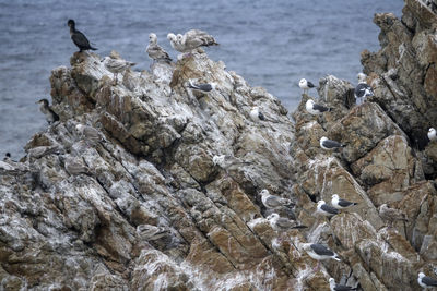 Birds perching on rocks