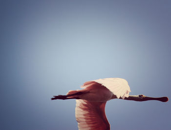 Cropped image of hand holding bird against clear sky