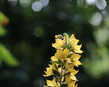 Close-up of yellow flowers