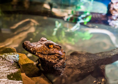 Close-up of frog on rock