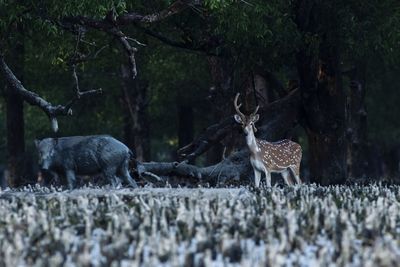 Deer in a forest