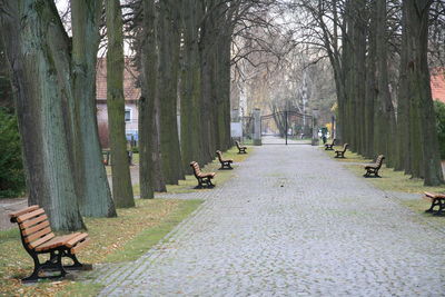 Treelined footpath in park