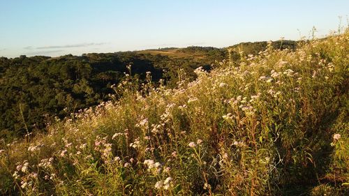 Plants growing on landscape against clear sky