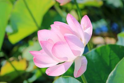 Close-up of pink water lily