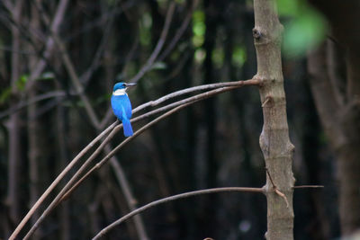 Bird perching on a branch