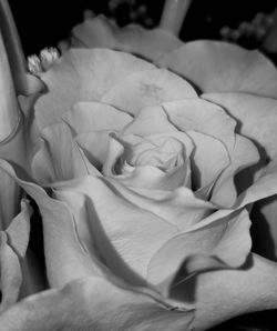 Close-up of rose