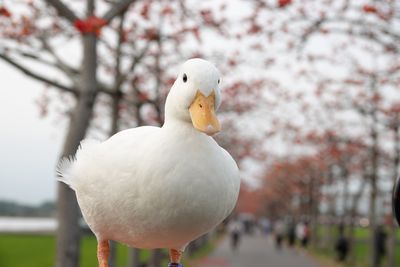 bird