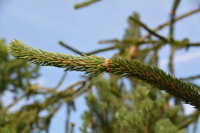 Close-up of pine needles against sky