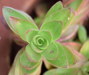 Close-up of plant