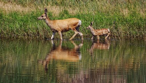 View of deer drinking water