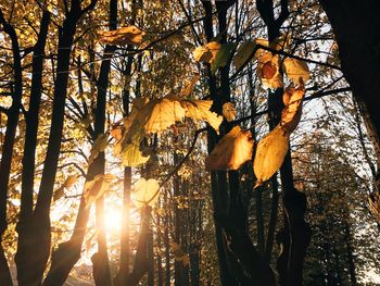 Low angle view of trees in forest during autumn