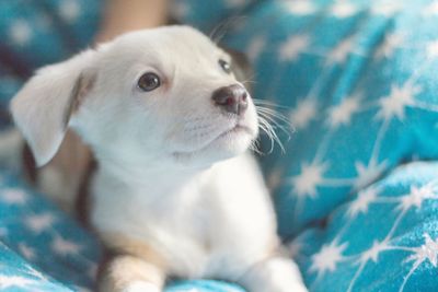 Close-up portrait of dog