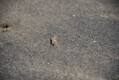 Close-up of lizard on sand at beach