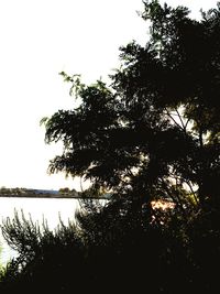 Reflection of trees in water