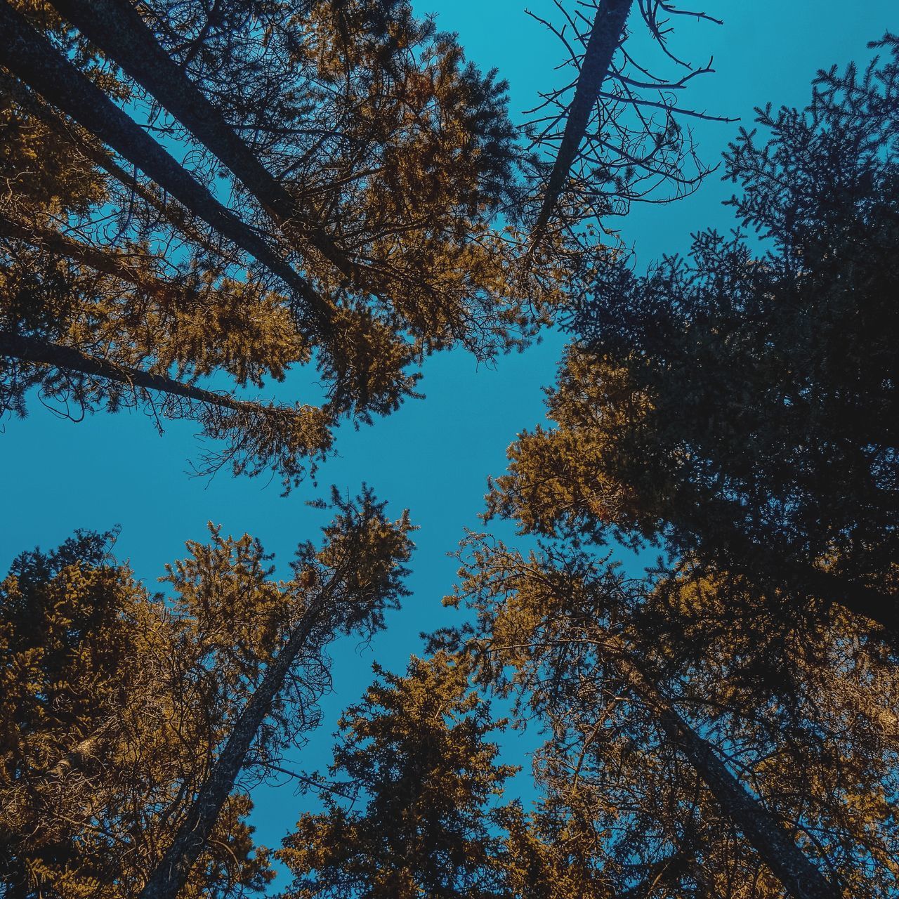 LOW ANGLE VIEW OF TREES IN FOREST AGAINST CLEAR SKY