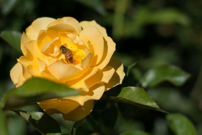 Close-up of bee pollinating on yellow flower