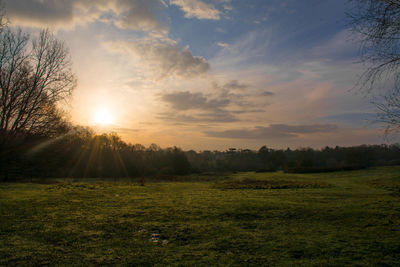 Silhouette of trees on grassy field