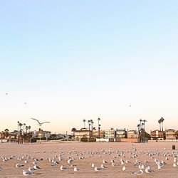 View of birds against clear sky