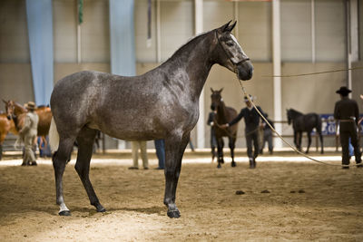 Horses standing in ranch