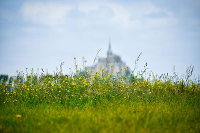 Flowers in the foreground with defocused silhouette of mont saint michel, france. 