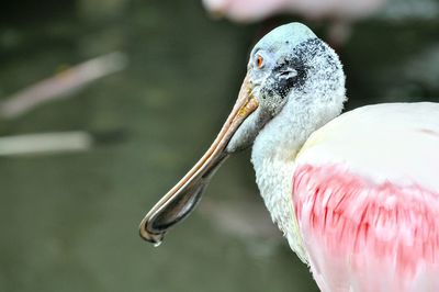 Close-up of duck in water