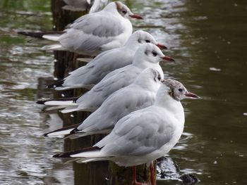 High angle view seagulls perching on wooden posts