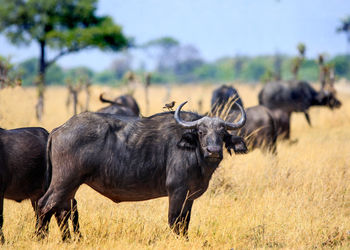 Cape buffalo looking into camera