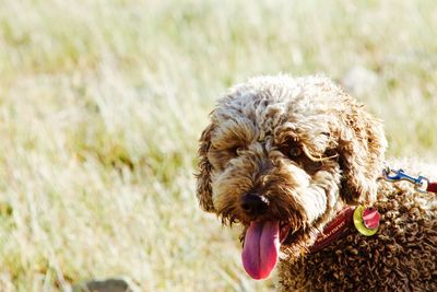 Close-up of dog on field