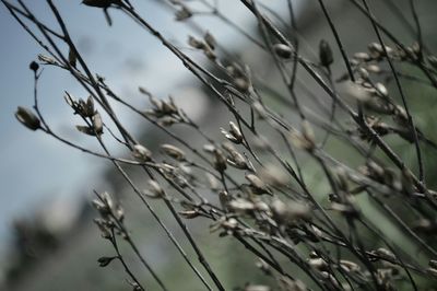 Close-up of plant against blurred background