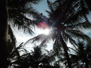 Low angle view of palm trees against sky