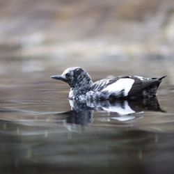 Bird in water