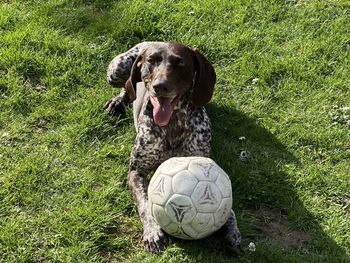 View of a dog ball on field