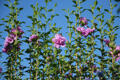 Low angle view of pink flowering plant against sky