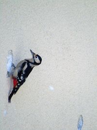 Bird on sand at beach