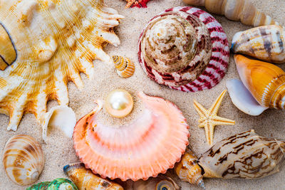 High angle view of shells on table