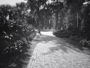 Narrow footpath amidst trees