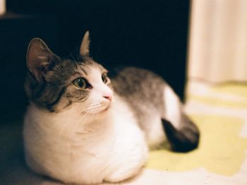 Close-up of cat looking away