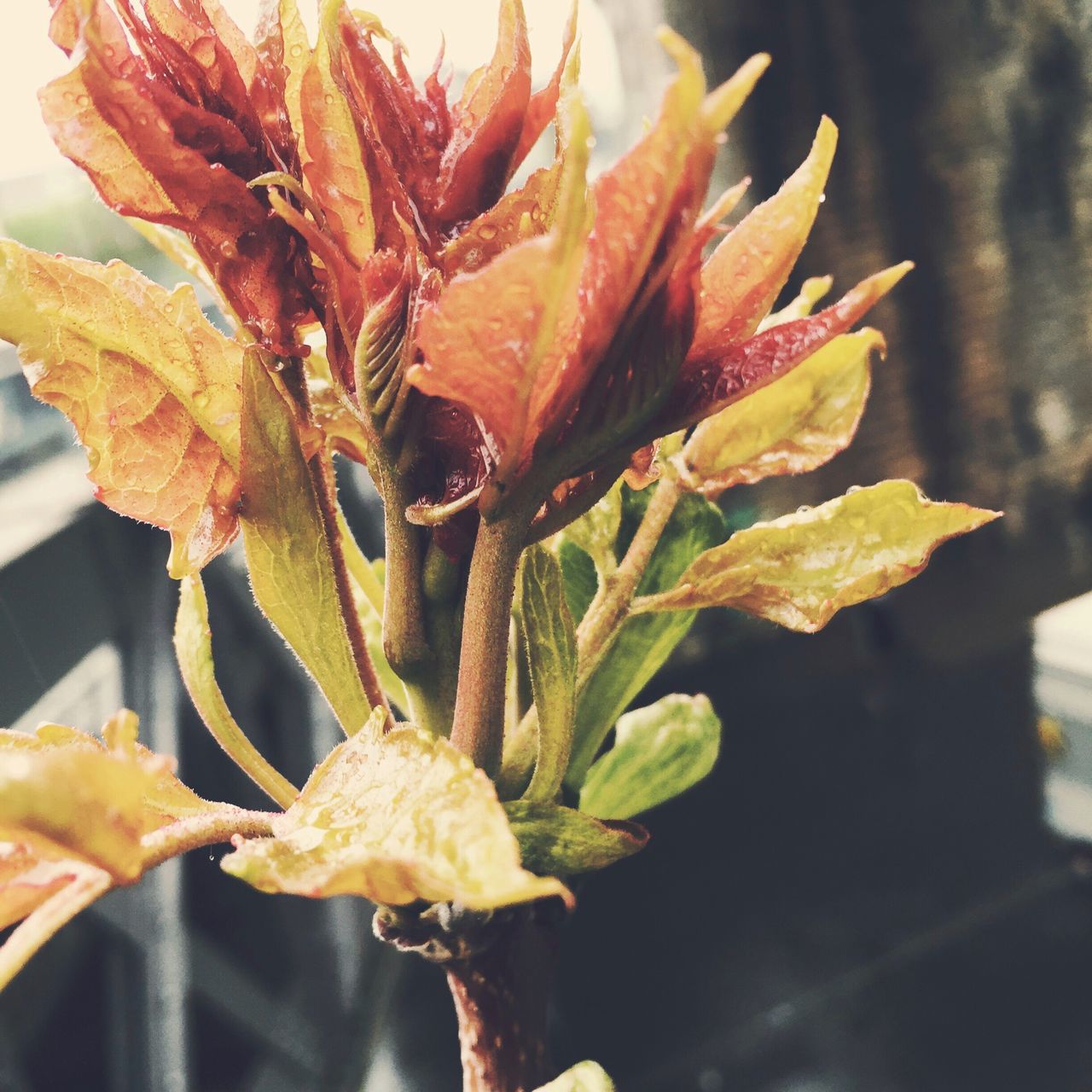 growth, close-up, fragility, freshness, leaf, flower, nature, focus on foreground, beauty in nature, plant, petal, flower head, drop, season, wet, water, leaf vein, outdoors, no people, orange color