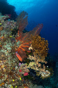 Fish swimming in sea