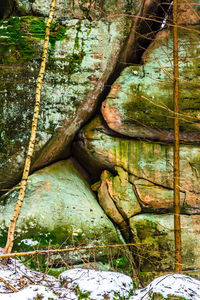 Close-up of lizard on moss