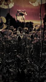 Close-up of plants against trees