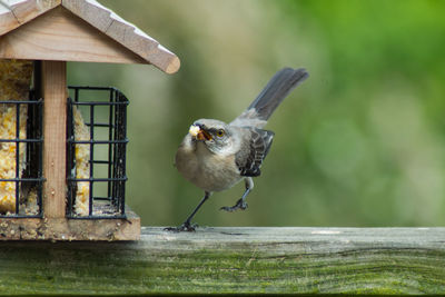 Close-up of bird at feeder
