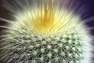 Close-up of plant