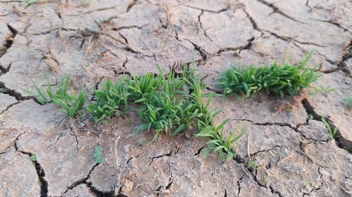 Full frame shot of plant