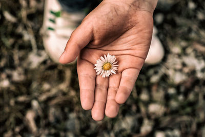 Cropped image of man holding flower