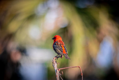 Close-up of a bird perching on branch